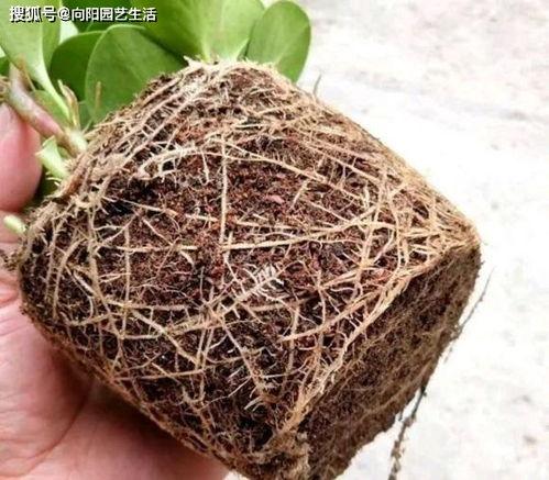 国产泥炭土开采视频播放,探索绿色能源的奥秘