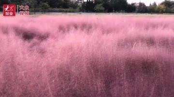 国产乱子新视频,揭秘神秘事件背后的真相