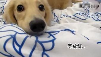 国产犬种推荐视频播放器,视频播放器带你领略犬界瑰宝