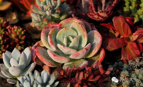 国产蓝龙多肉教程视频,从入门到精通视频教程