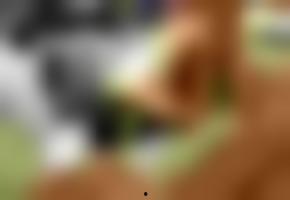 国产欧美在线 下载视频