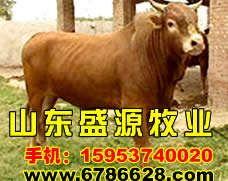 国产精品色牛牛视频,激情四溢，视觉盛宴