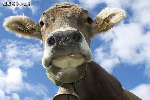 国产精品色牛牛视频,激情四溢，视觉盛宴