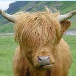 国产精品色牛牛视频,激情四溢，视觉盛宴