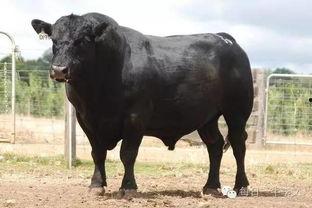 国产禾牛品种介绍视频大全,视频大全深度解析