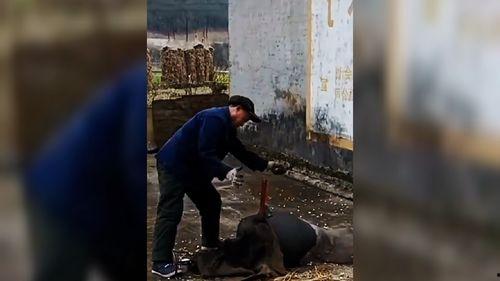 国产锅搞笑视频在线观看,在线观看欢乐无限 第3张 国产锅搞笑视频在线观看,在线观看欢乐无限 第3张