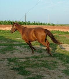 国产纯血新西兰母马视频,传承与创新