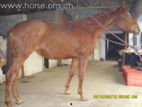 国产纯血新西兰母马视频,传承与创新