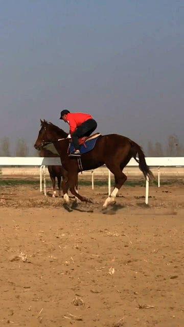 国产纯血新西兰母马视频,传承与创新