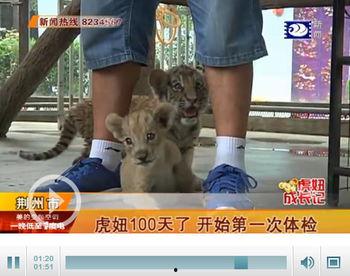 怪才国产小虎妞视频,国产短视频中的独特魅力
