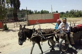 国产烈马穿越西藏视频,国产烈马西藏之旅 第3张 国产烈马穿越西藏视频,国产烈马西藏之旅 第3张